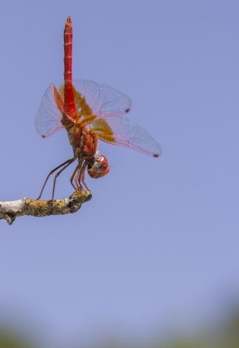 Réf. 186 513 : Trithemis kirbyi